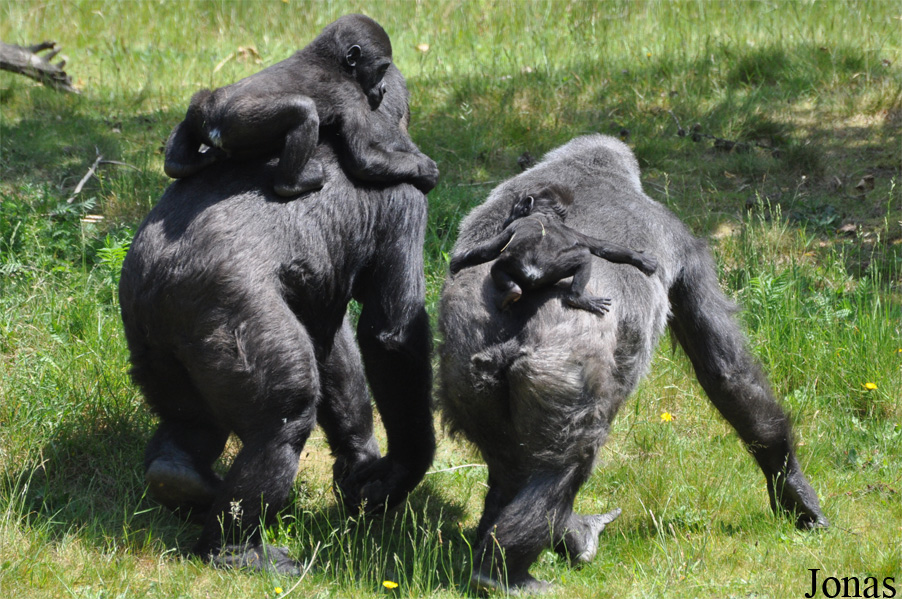 Gorilla gorilla gorilla