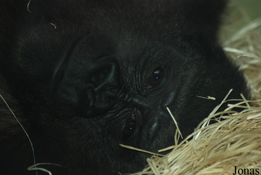 Gorilla gorilla gorilla