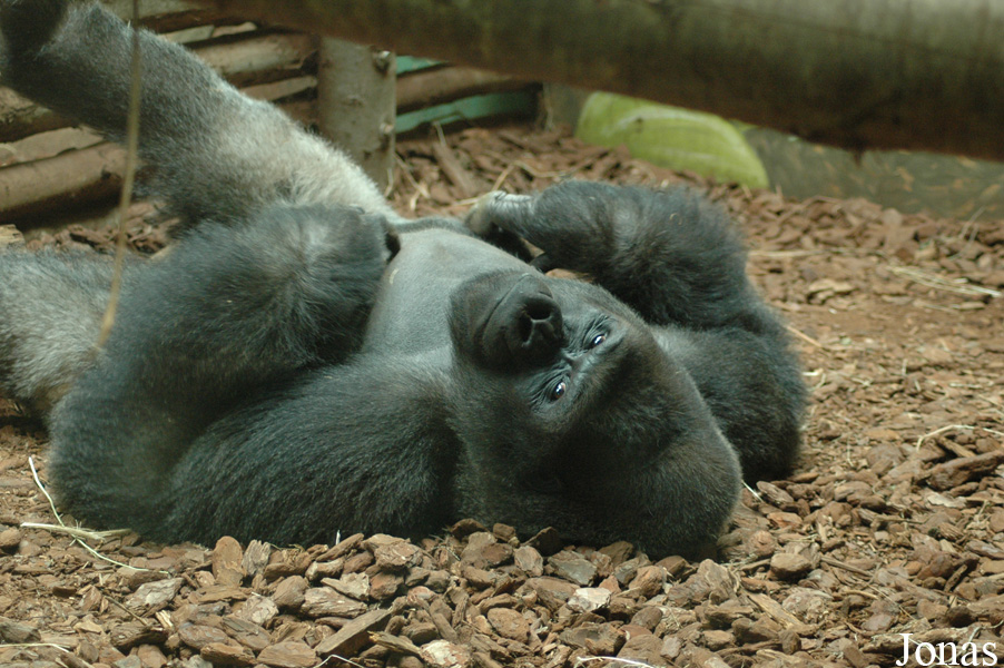Gorilla gorilla gorilla