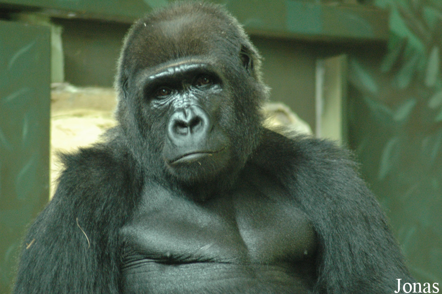 Gorilla gorilla gorilla