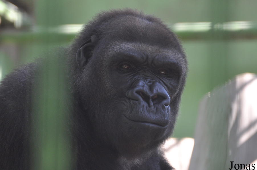 Gorilla gorilla gorilla