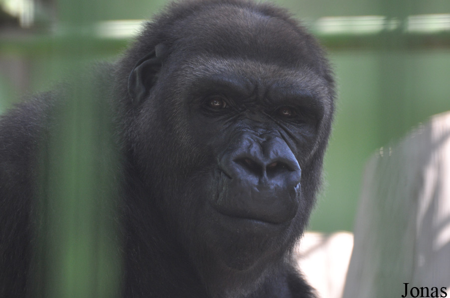 Gorilla gorilla gorilla