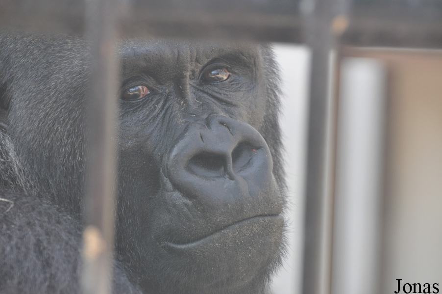 Gorilla gorilla gorilla