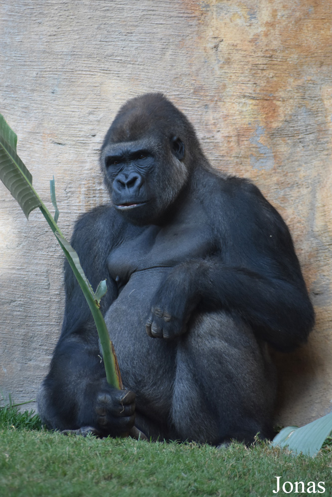 Gorilla gorilla gorilla