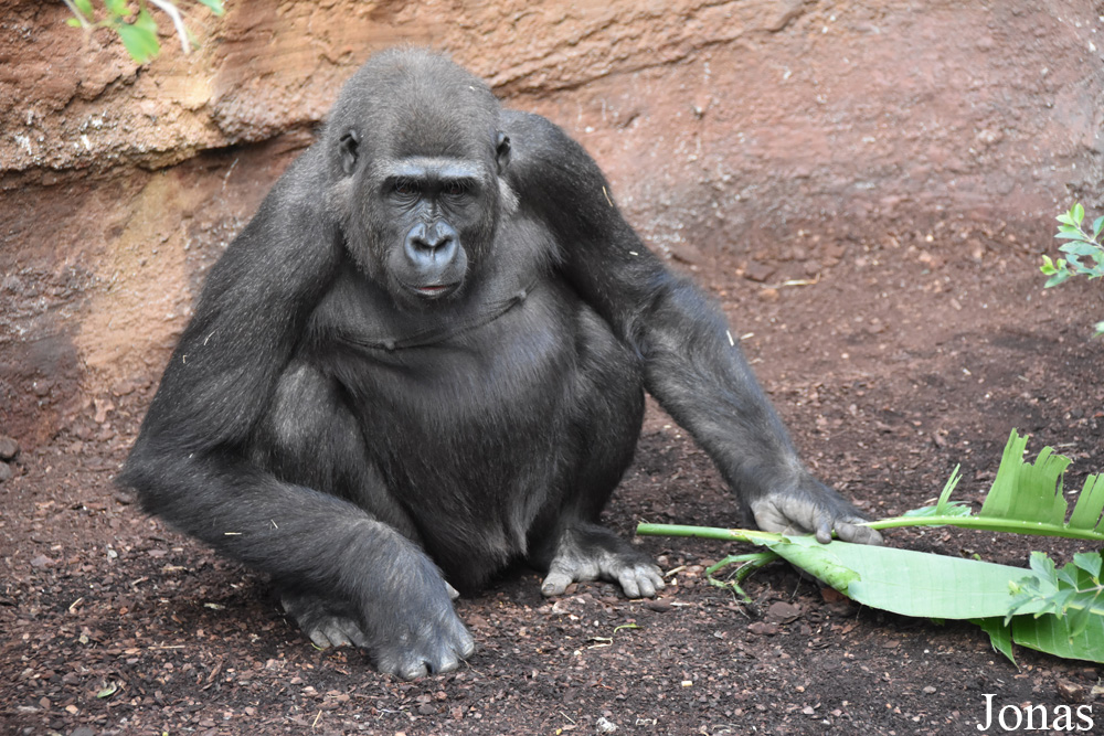 Gorilla gorilla gorilla
