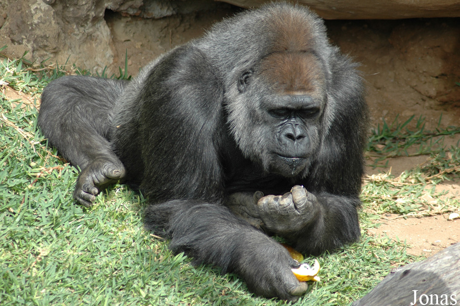 Gorilla gorilla gorilla