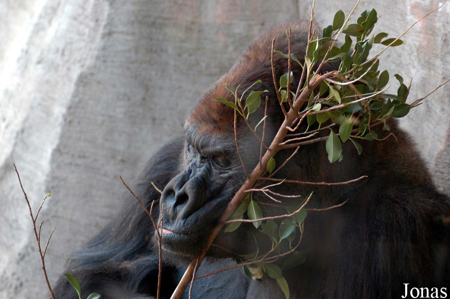 Gorilla gorilla gorilla