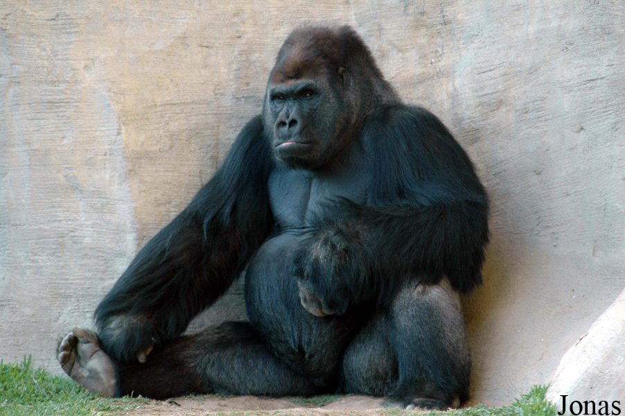 Gorilla gorilla gorilla