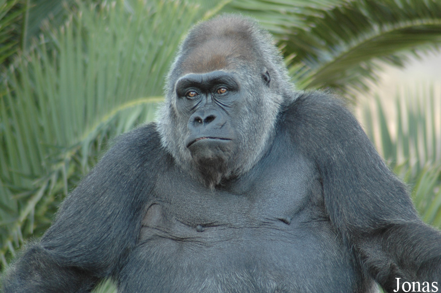 Gorilla gorilla gorilla
