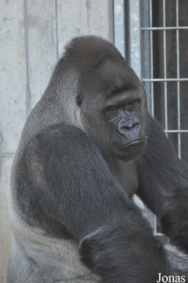 Gorilla gorilla gorilla