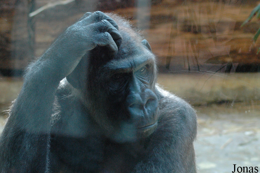 Gorilla gorilla gorilla