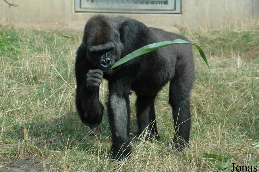 Gorilla gorilla gorilla