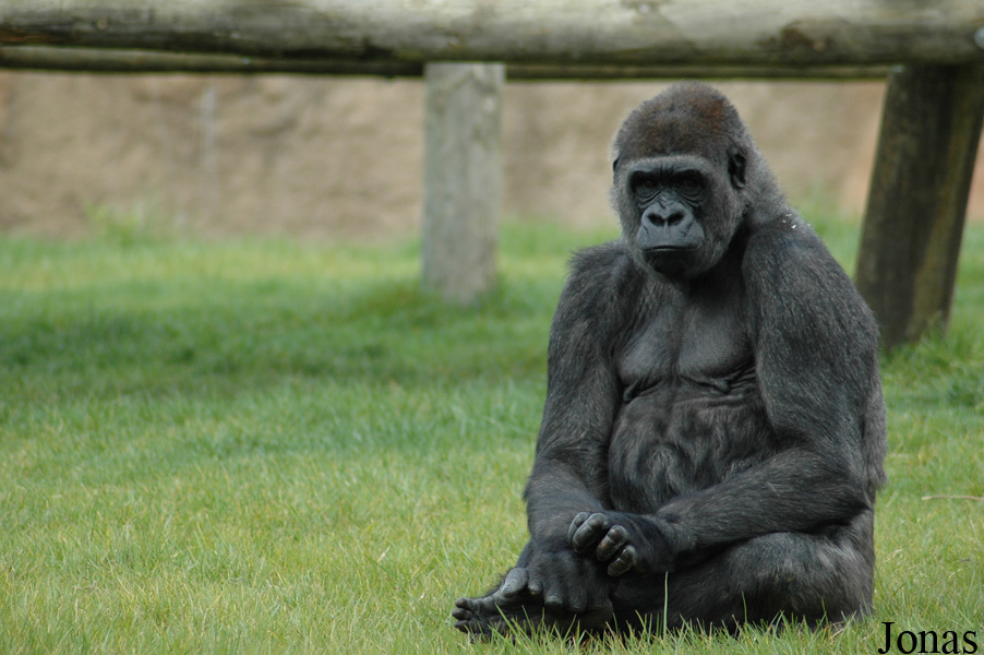 Gorilla gorilla gorilla