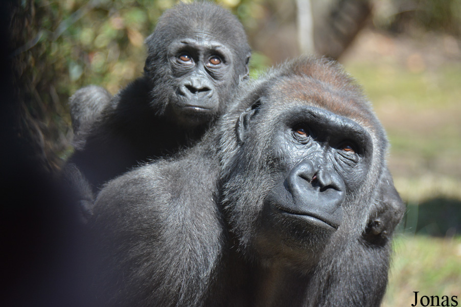Gorilla gorilla gorilla
