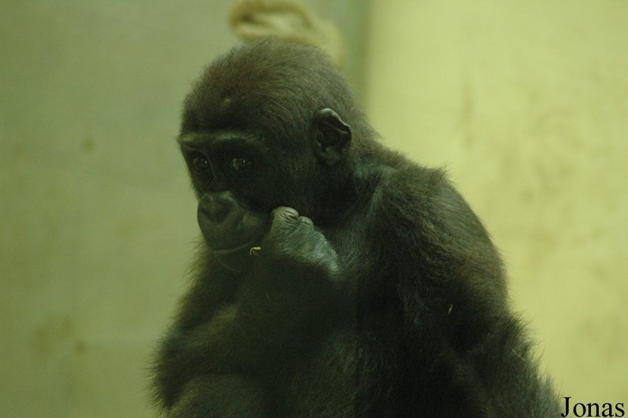 Gorilla gorilla gorilla