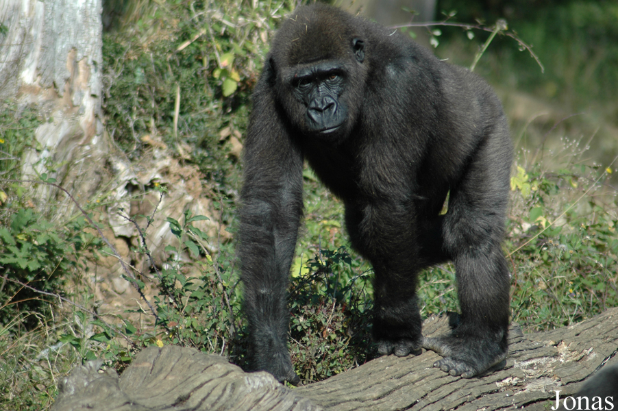 Gorilla gorilla gorilla