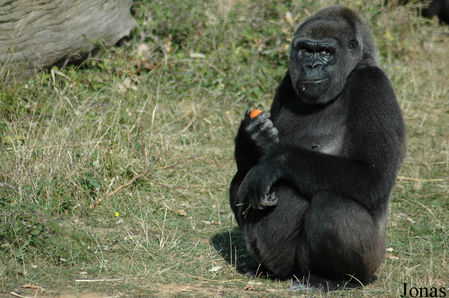 Gorilla gorilla gorilla