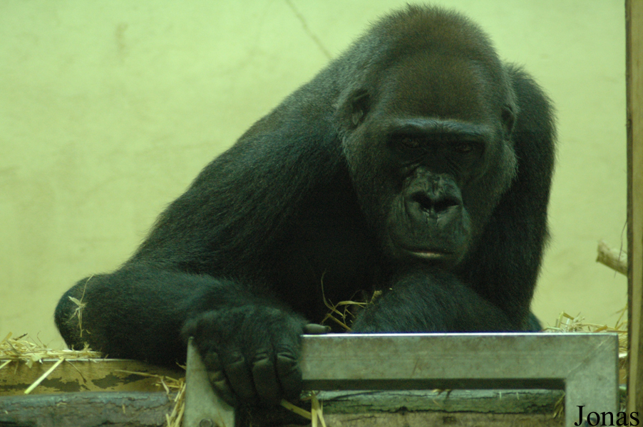Gorilla gorilla gorilla