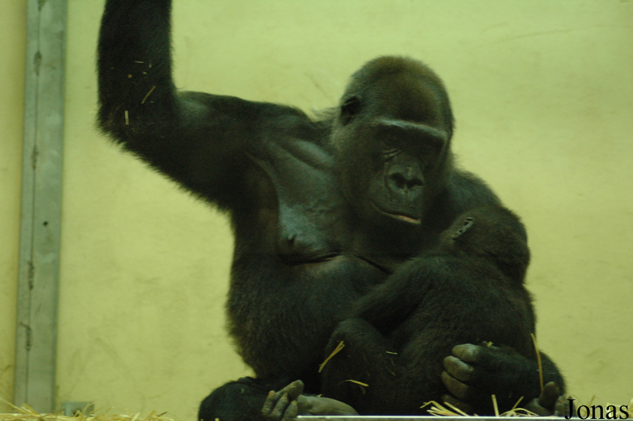 Gorilla gorilla gorilla