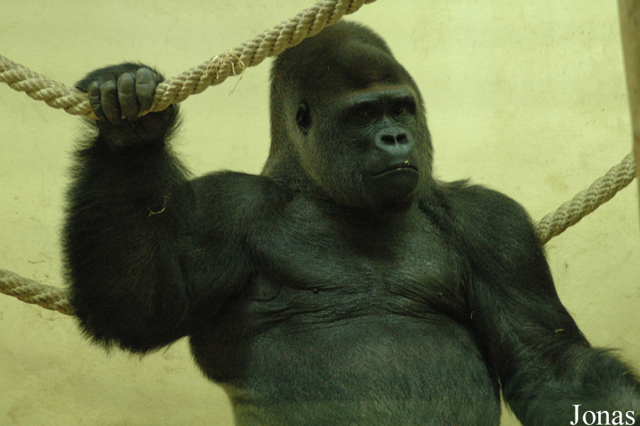 Gorilla gorilla gorilla