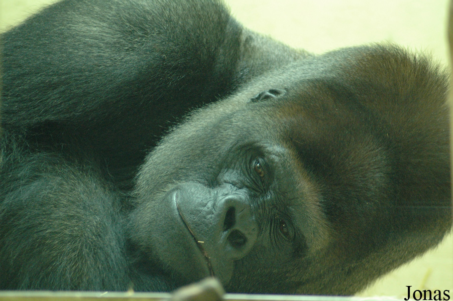 Gorilla gorilla gorilla
