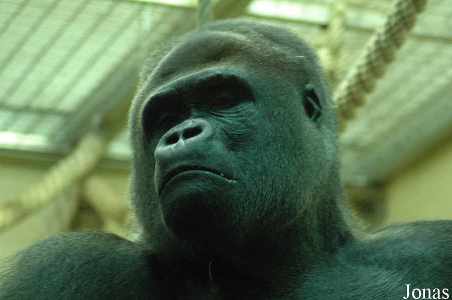 Gorilla gorilla gorilla