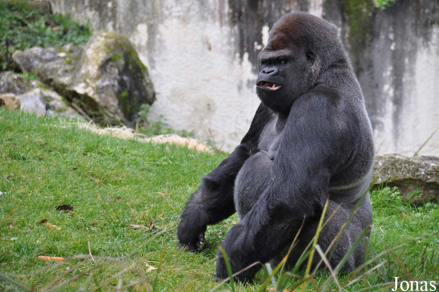 Gorilla gorilla gorilla