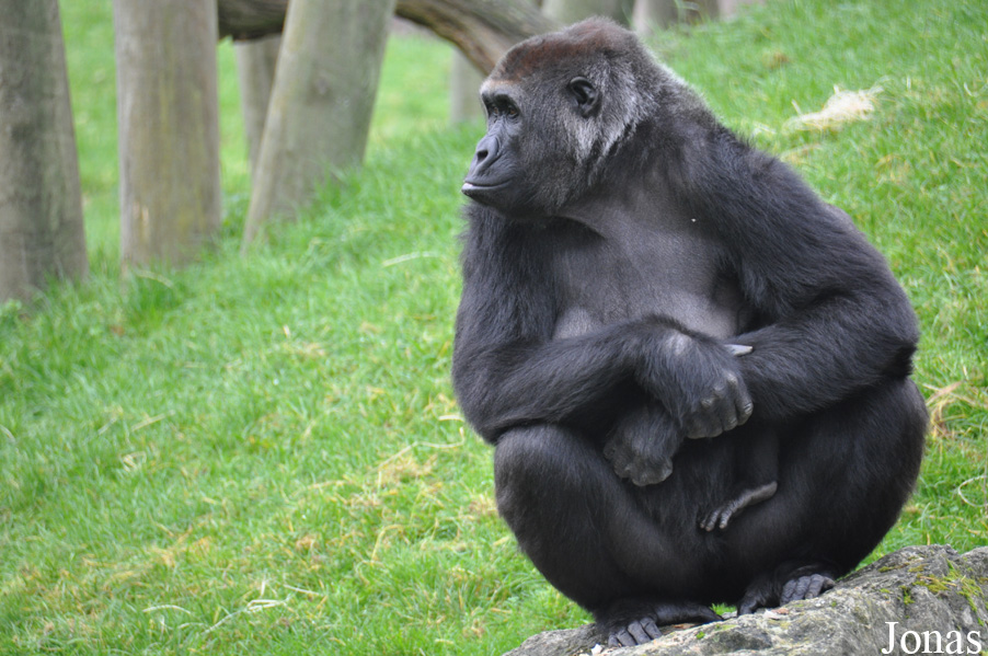 Gorilla gorilla gorilla