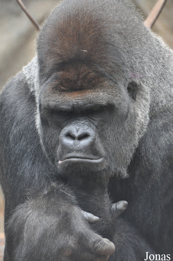 Gorilla gorilla gorilla