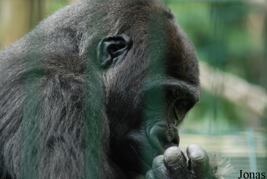 Gorilla gorilla gorilla
