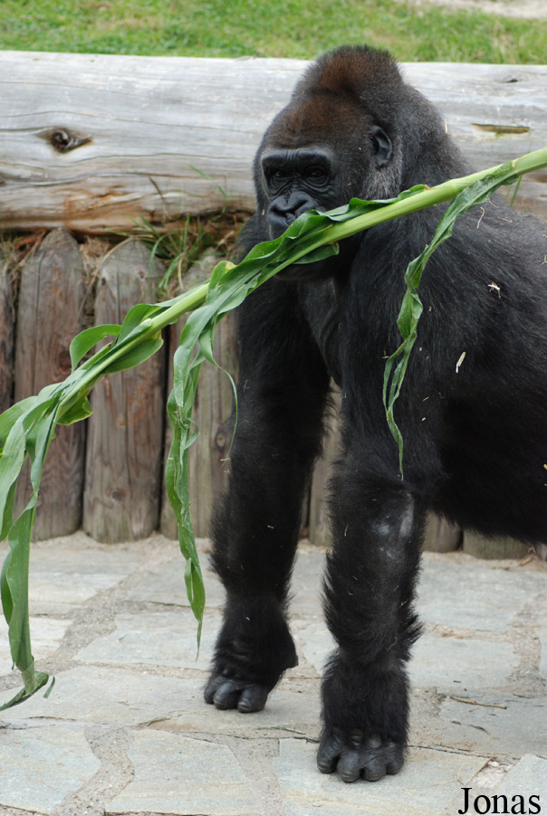 Gorilla gorilla gorilla