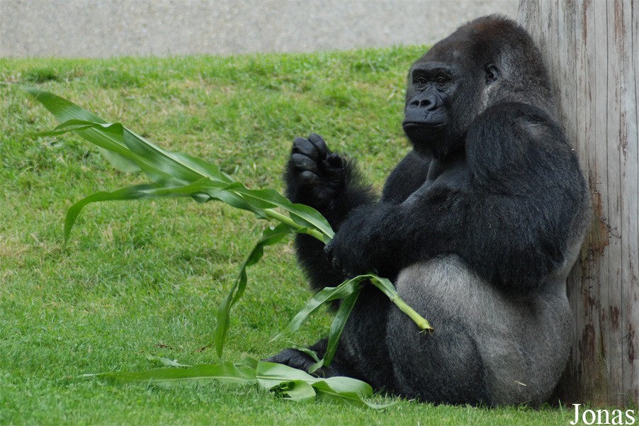 Gorilla gorilla gorilla