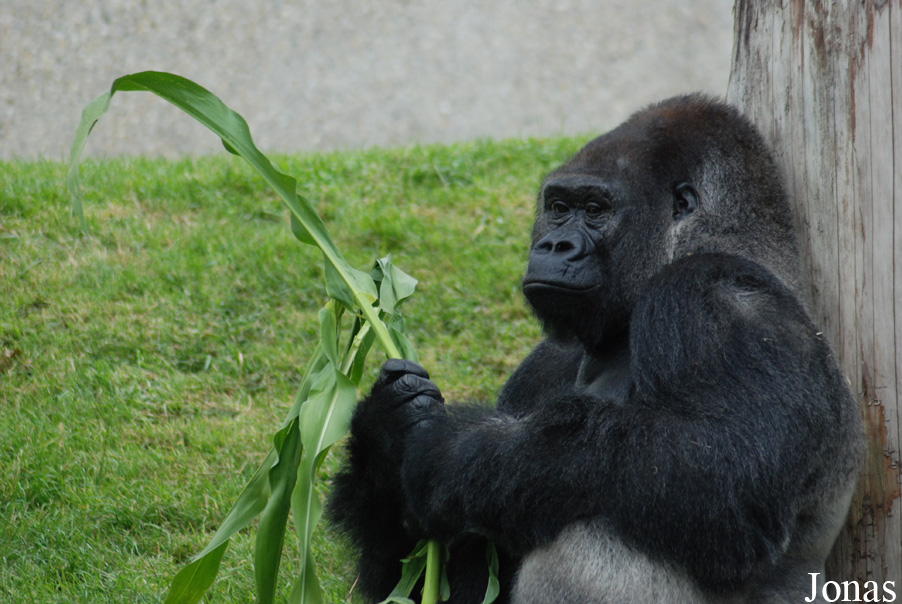 Gorilla gorilla gorilla