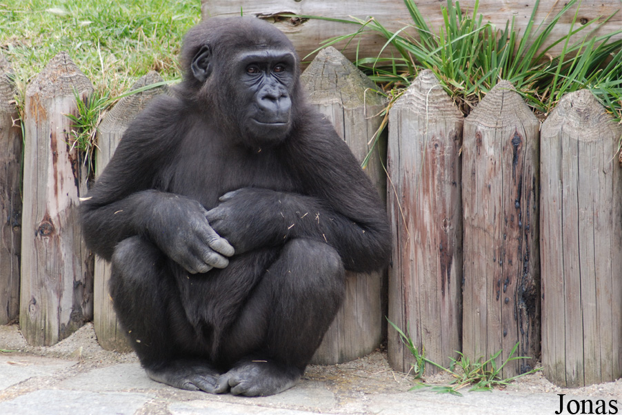 Gorilla gorilla gorilla