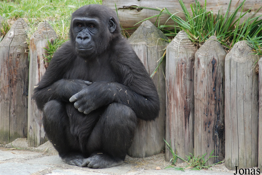 Gorilla gorilla gorilla