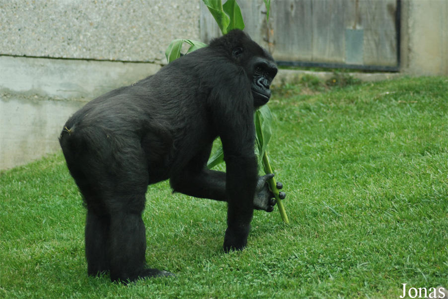 Gorilla gorilla gorilla
