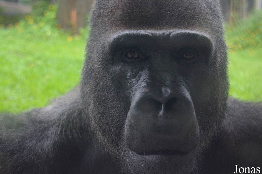 Gorilla gorilla gorilla