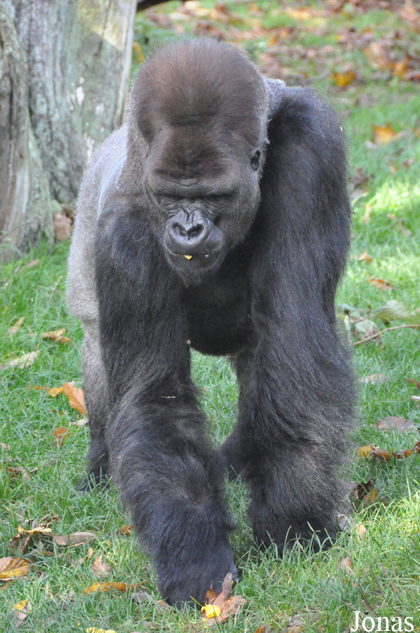 Gorilla gorilla gorilla