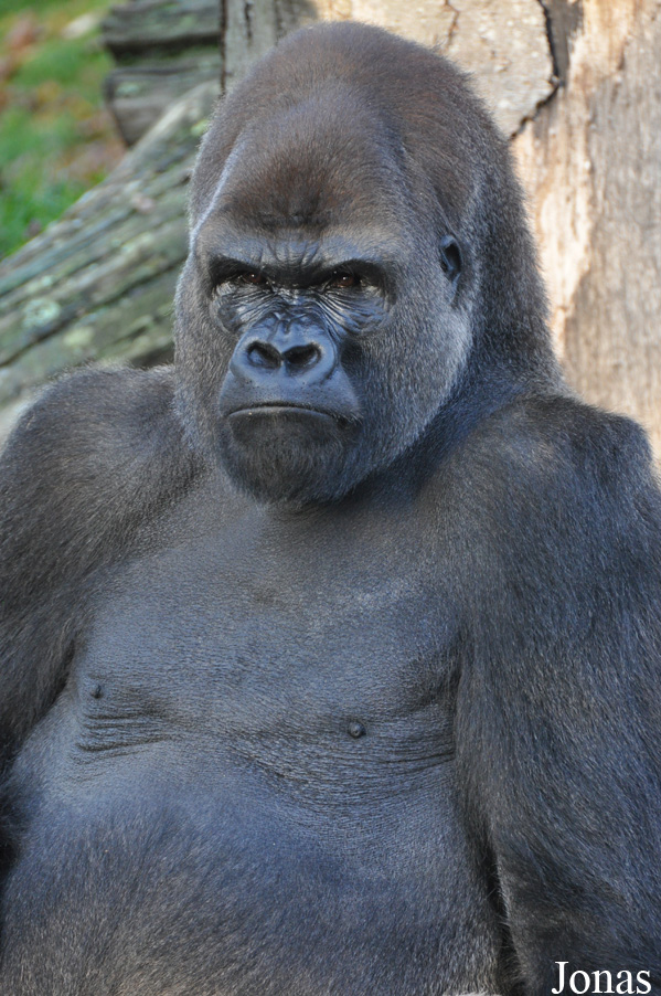 Gorilla gorilla gorilla