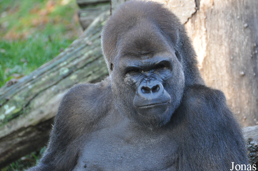 Gorilla gorilla gorilla