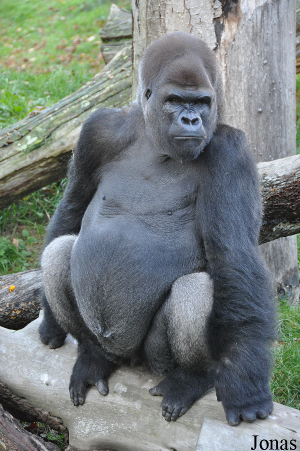 Gorilla gorilla gorilla