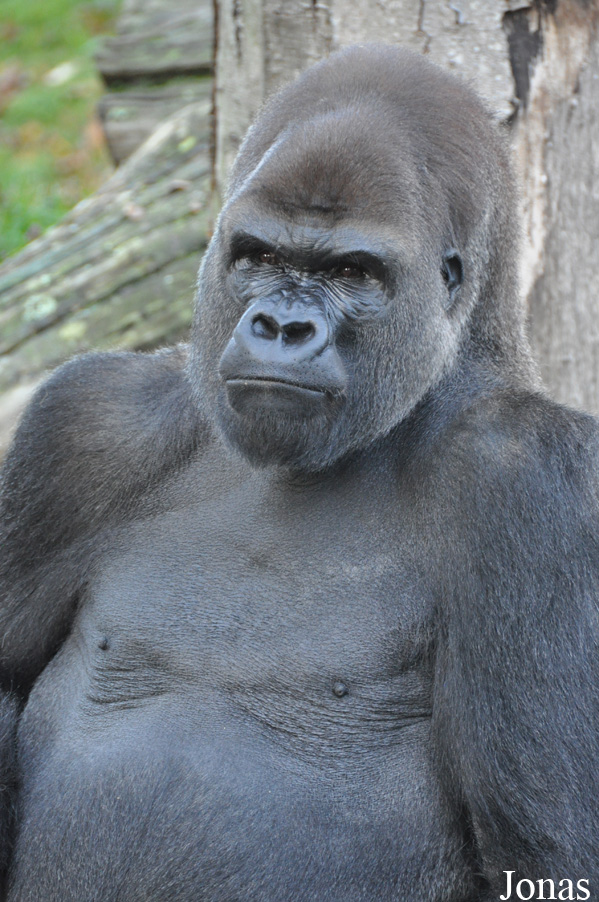 Gorilla gorilla gorilla