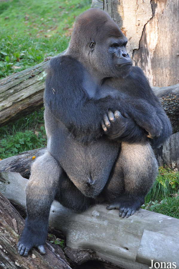 Gorilla gorilla gorilla