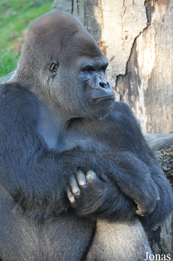 Gorilla gorilla gorilla