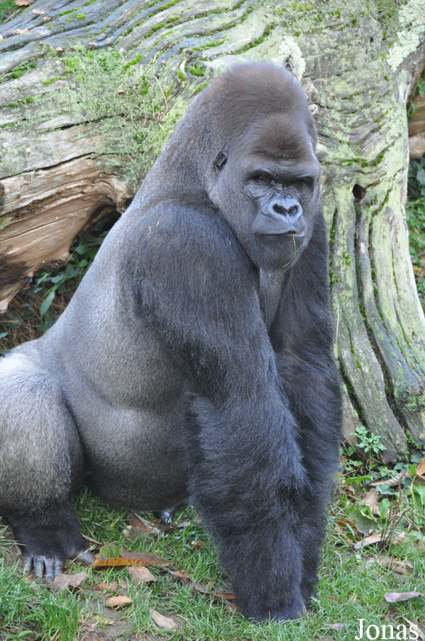 Gorilla gorilla gorilla