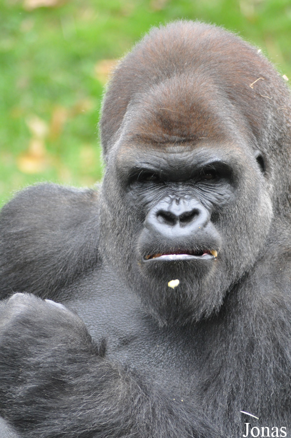 Gorilla gorilla gorilla