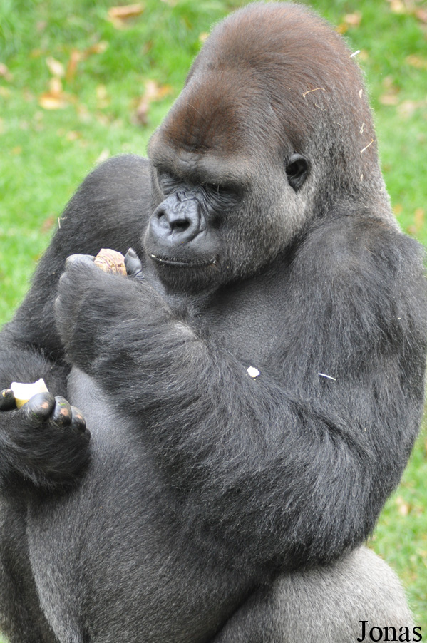 Gorilla gorilla gorilla