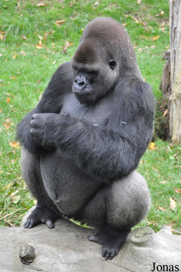 Gorilla gorilla gorilla
