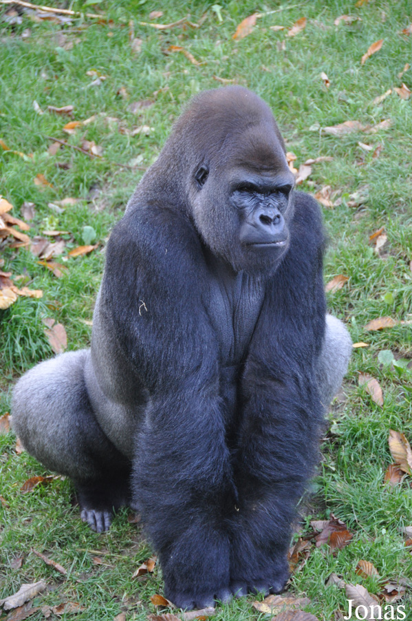Gorilla gorilla gorilla