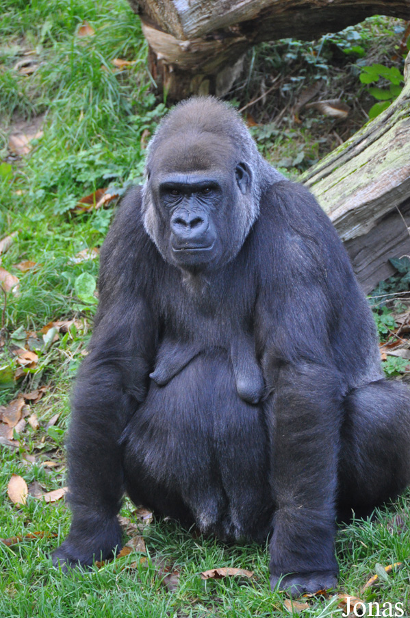 Gorilla gorilla gorilla